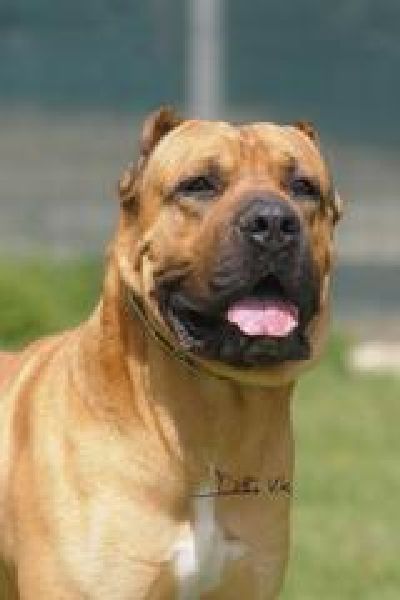 DOGO.jpg - Click to close this window